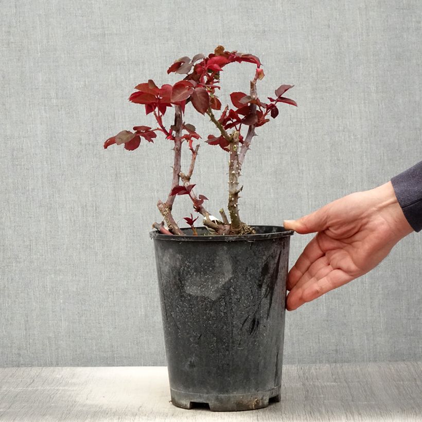 Rosa Simone Veil  4L/5L pot sample as delivered in spring