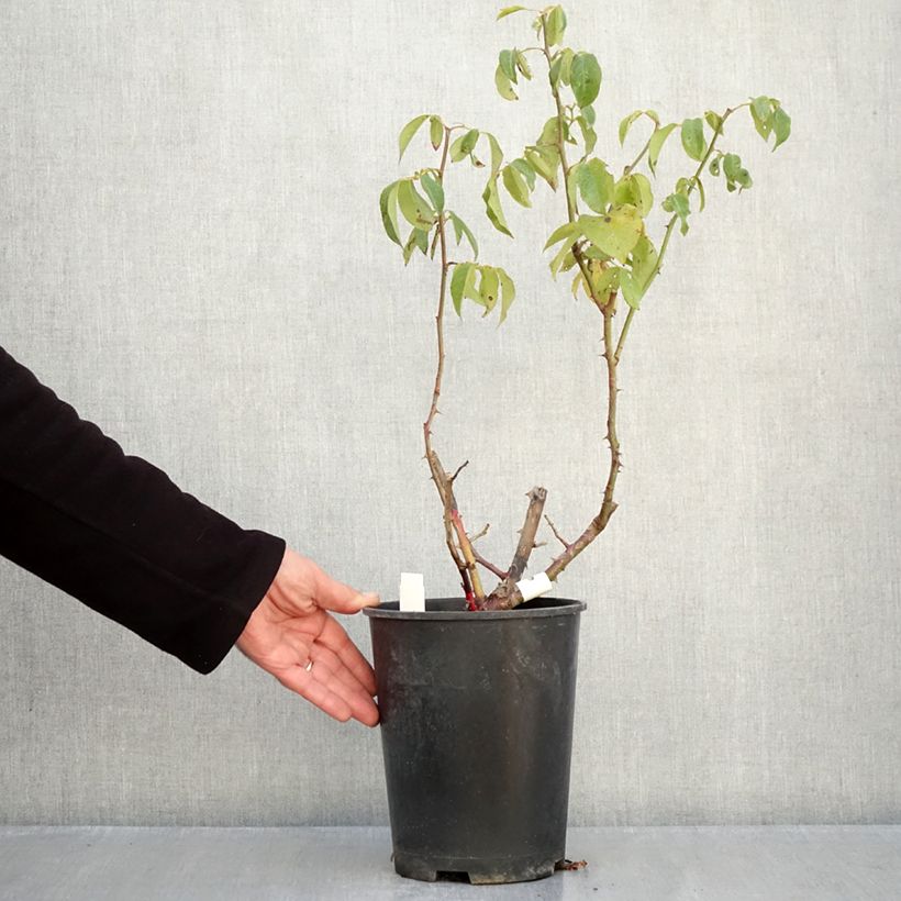 Rosa Sophia Renaissance - Hybrid Tea Rose 4L/5L pot sample as delivered in autumn