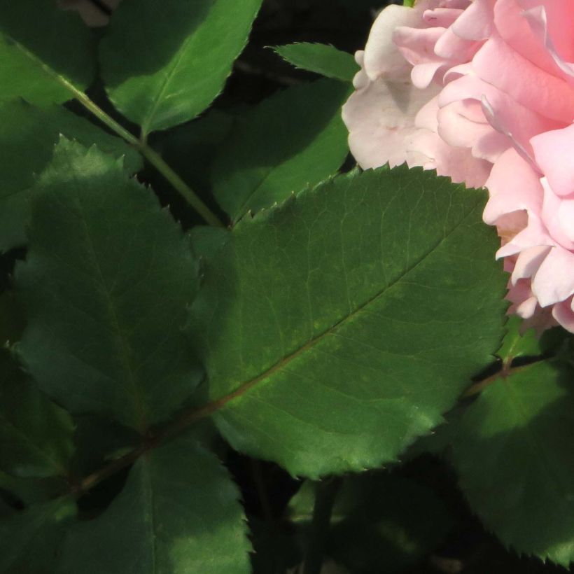 Rosa Sophie Rochas (Foliage)
