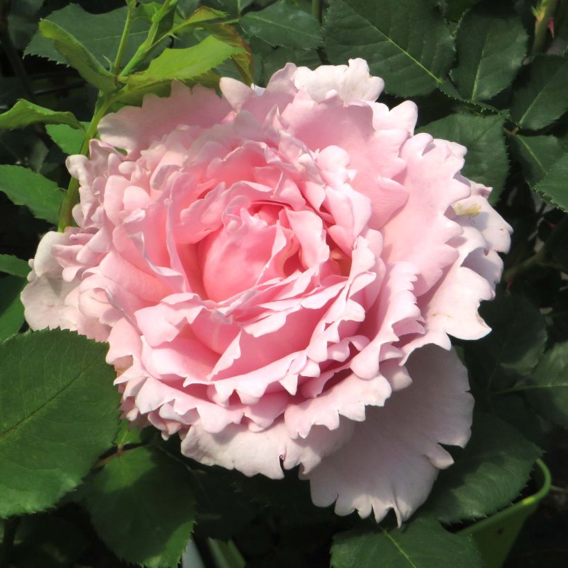 Rosa Sophie Rochas (Flowering)