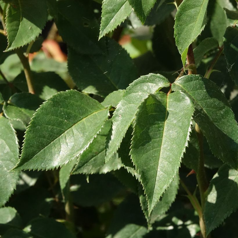 Rosa Sunny Sky (Foliage)