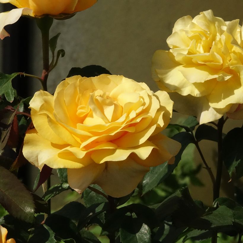 Rosa Sunny Sky (Flowering)