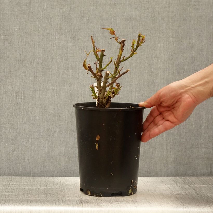 Rosa Terra Botanica  4L/5L pot sample as delivered in spring