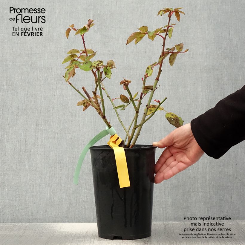 Rosa 'The McCartney Rose' - Shrub Rose 4L/5L pot sample as delivered in winter