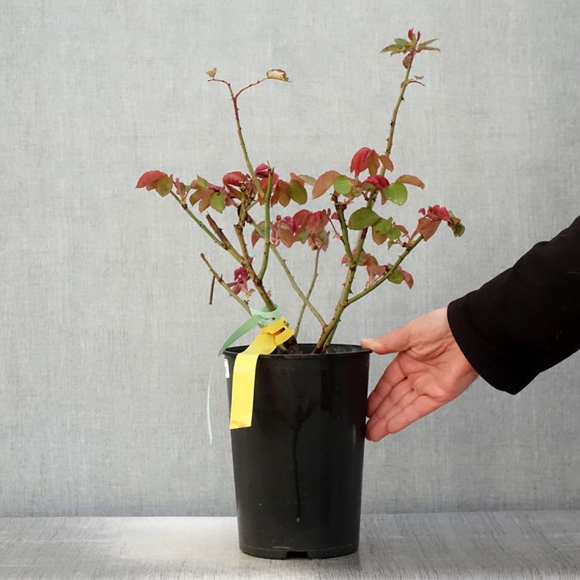 Rosa 'The McCartney Rose' - Shrub Rose 4L/5L pot sample as delivered in spring