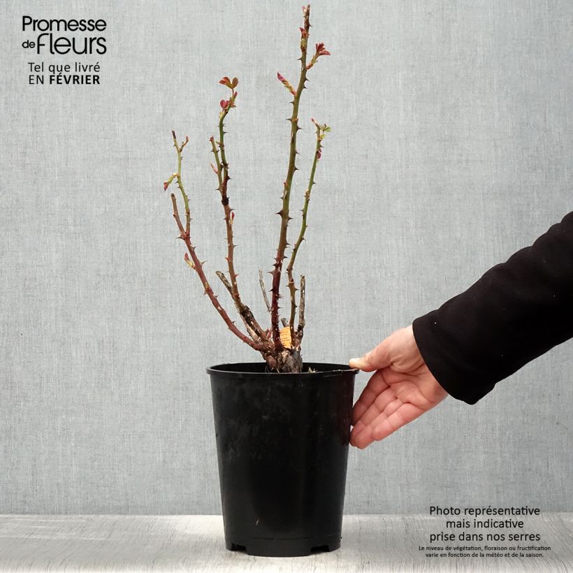 Rosa Traviata 4L/5L pot sample as delivered in winter