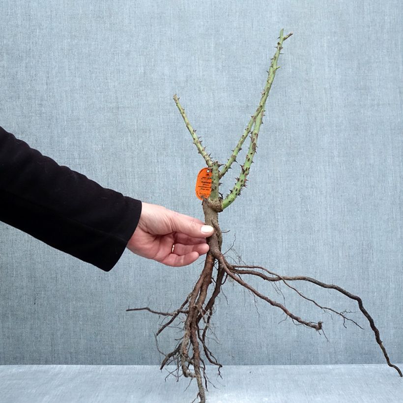 Rosa Traviata Bare root sample as delivered in winter