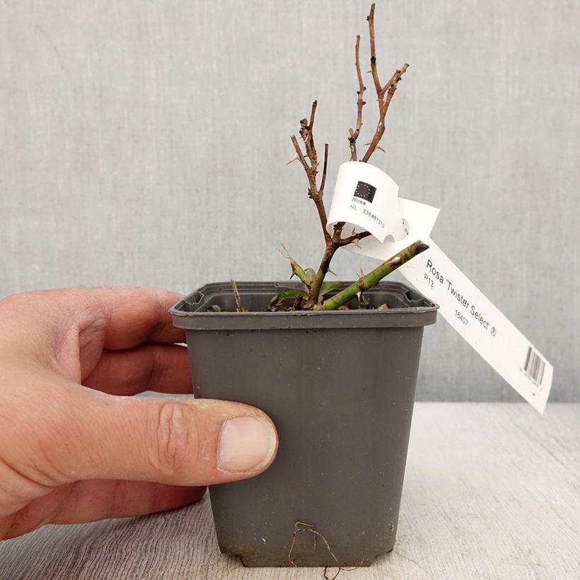 Rosa Twister Select 8/9 cm pot sample as delivered in spring