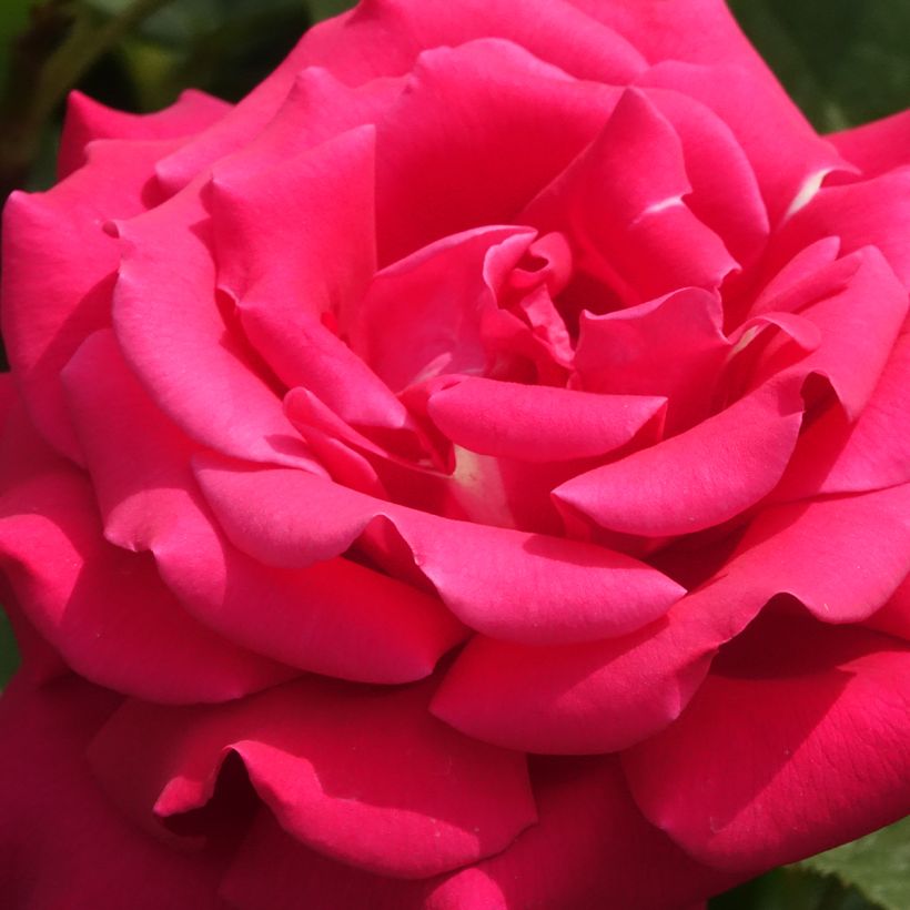 Rosa Velasquez (Flowering)