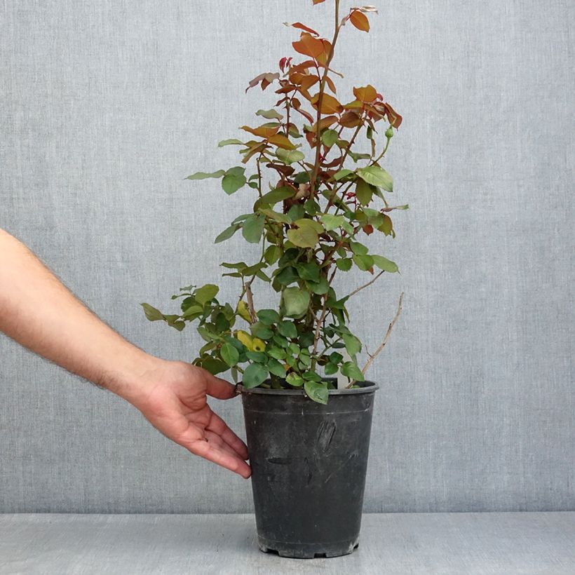Rosa Velasquez 4L/5L pot sample as delivered in summer
