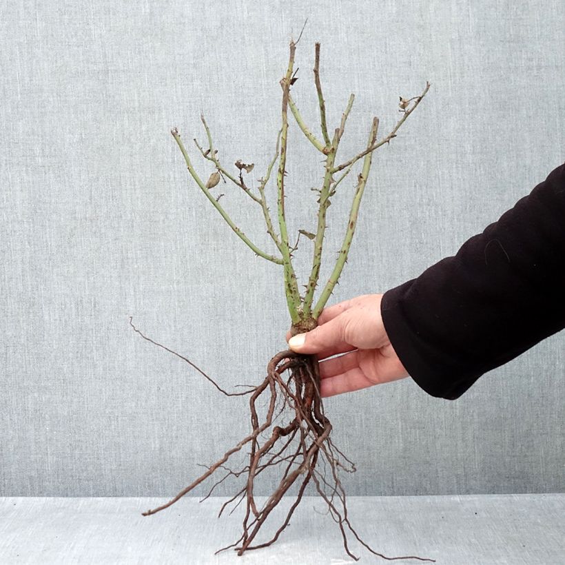 Rosa Velasquez Bare root sample as delivered in winter