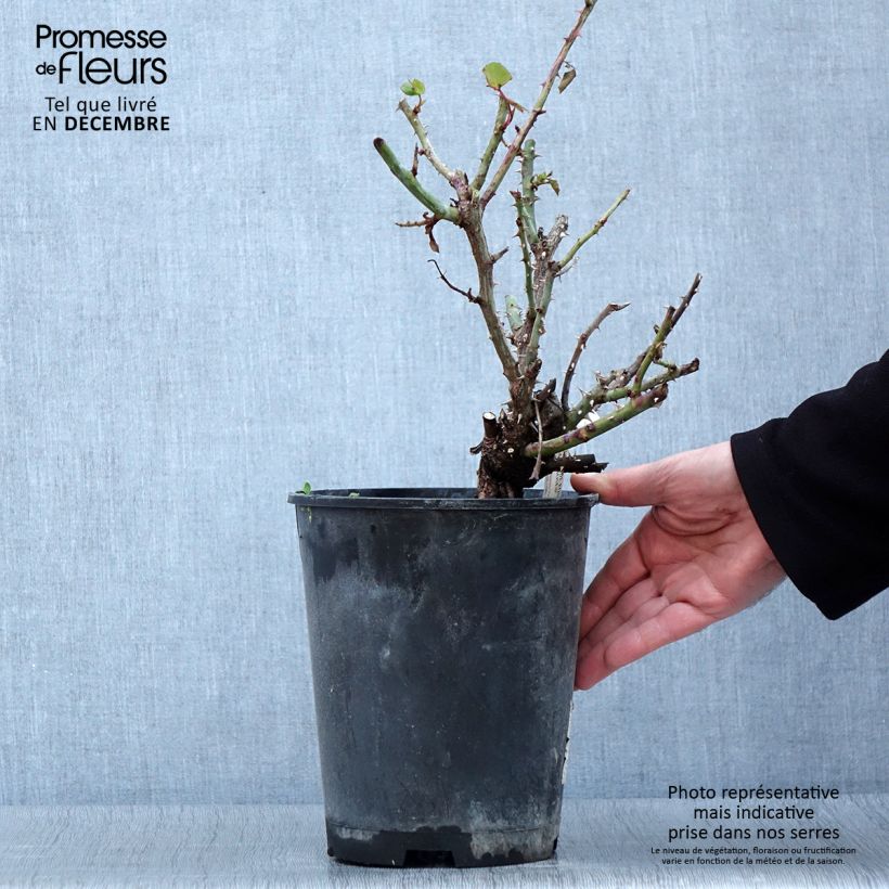 Rosa Ville de Fontenay-aux-Roses 4L/5L pot sample as delivered in autumn