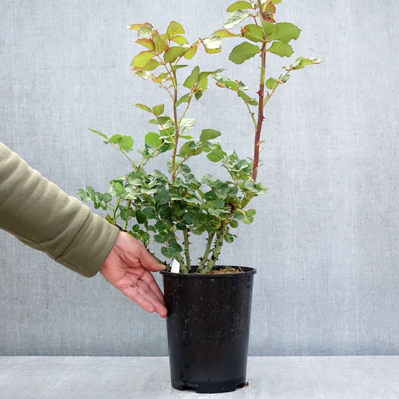 Rosa Vulcano - Hybrid tea rose 4L/5L pot sample as delivered in spring