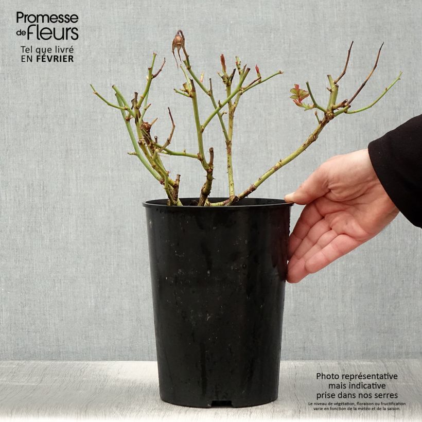 Rosa White Symphony - Hybrid Tea Rose 4L/5L pot sample as delivered in winter