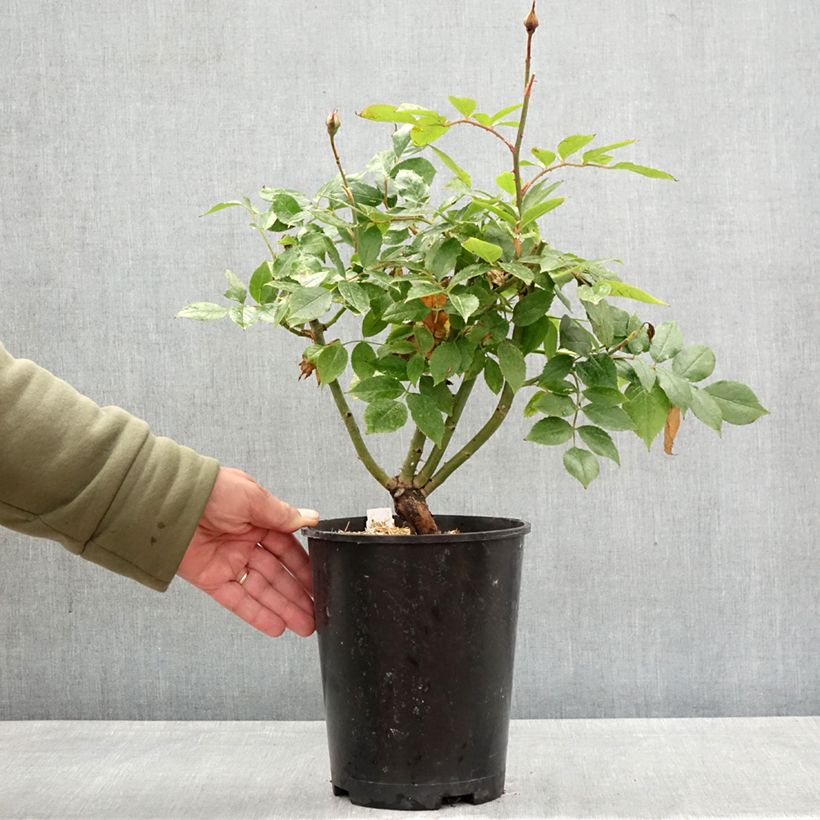 Rosa Womanity 4L/5L pot sample as delivered in spring