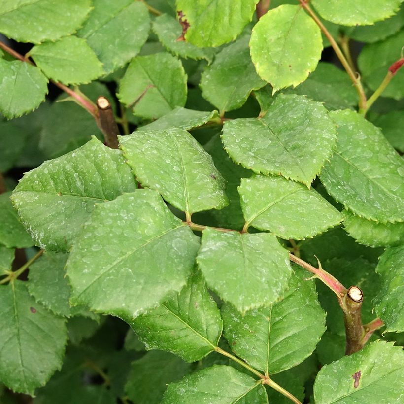 Rosa Eveline Wild (Foliage)