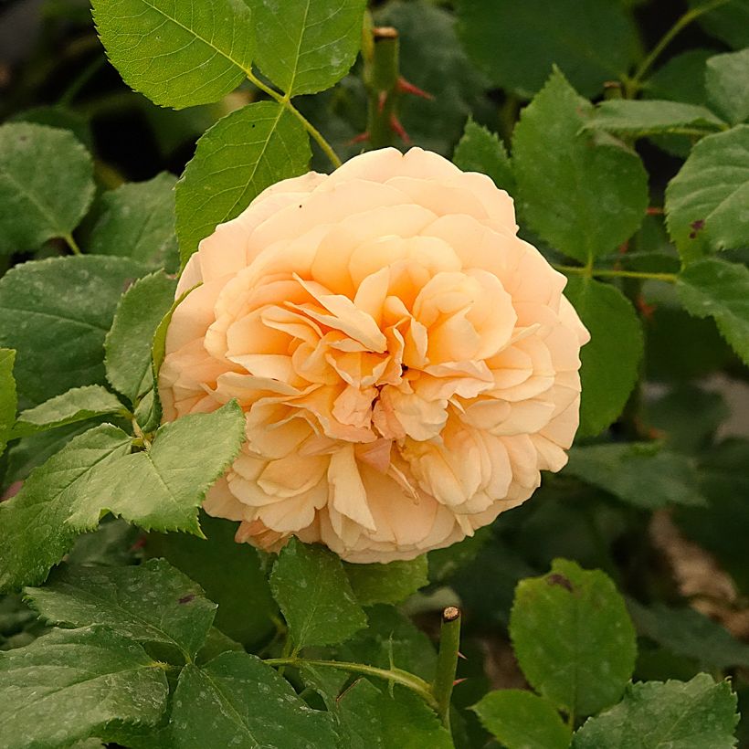 Rosa Eveline Wild (Flowering)