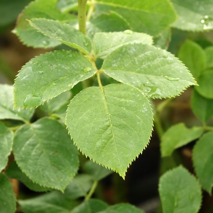 Rosa x floribunda Pear (Foliage)