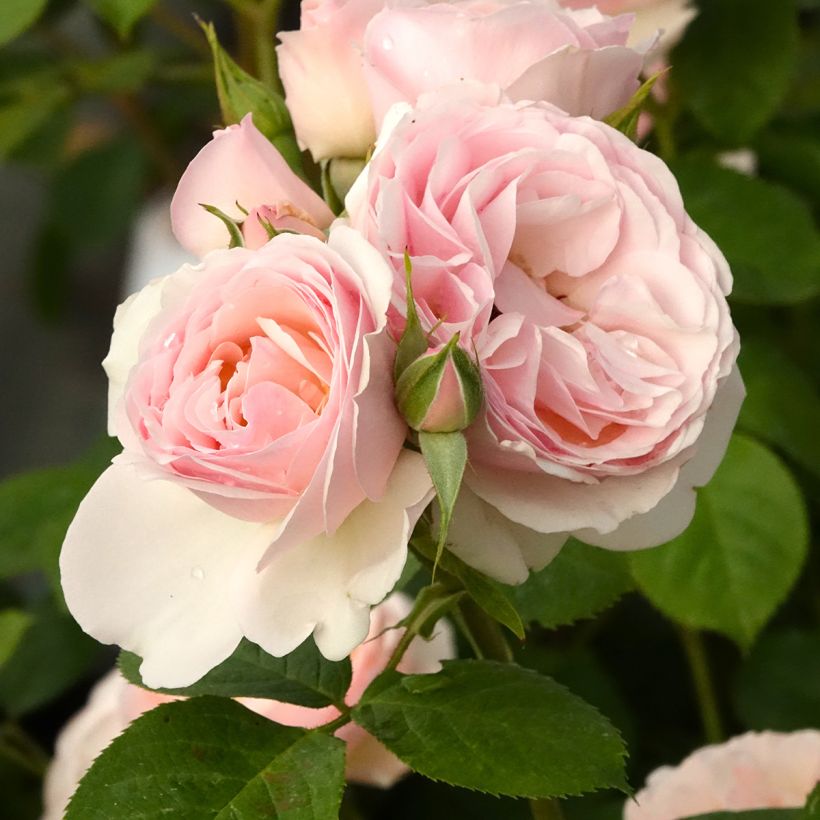 Rosa x floribunda Pear (Flowering)