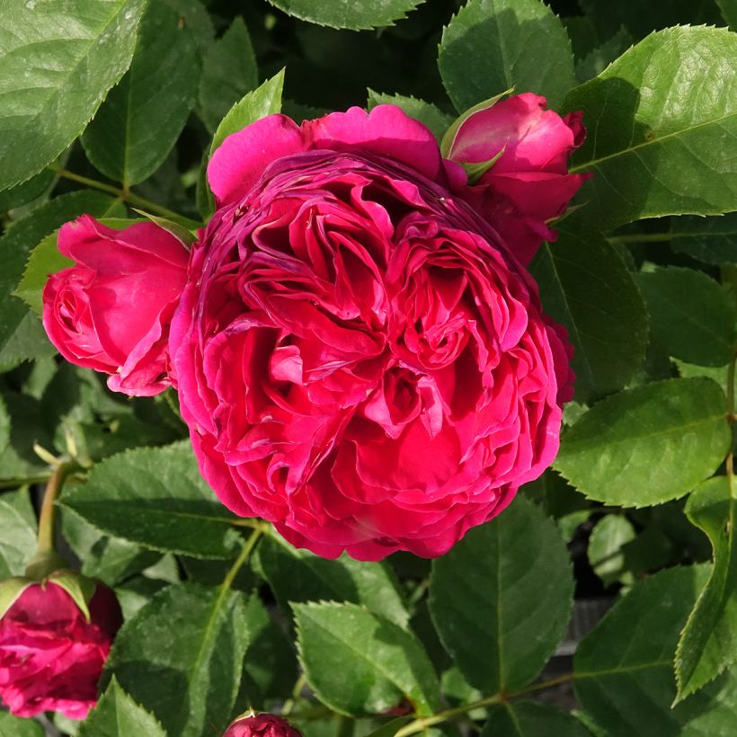Rosa Sophie Luise (Flowering)