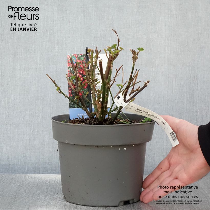 Rosa Everglow Ruby   4L/5L pot sample as delivered in winter