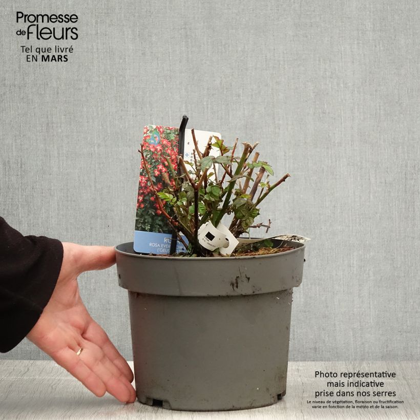 Rosa Everglow Ruby   4L/5L pot sample as delivered in spring