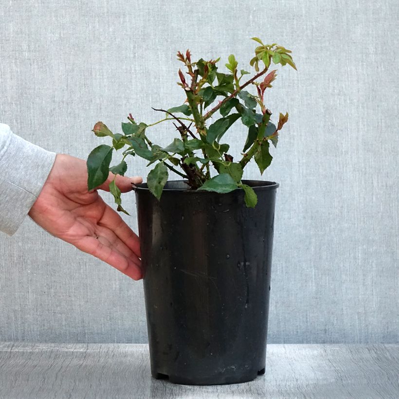 Rosa x floribunda Taste of Love 'Dolce' - Floribunda Rose 4L/5L pot sample as delivered in autumn