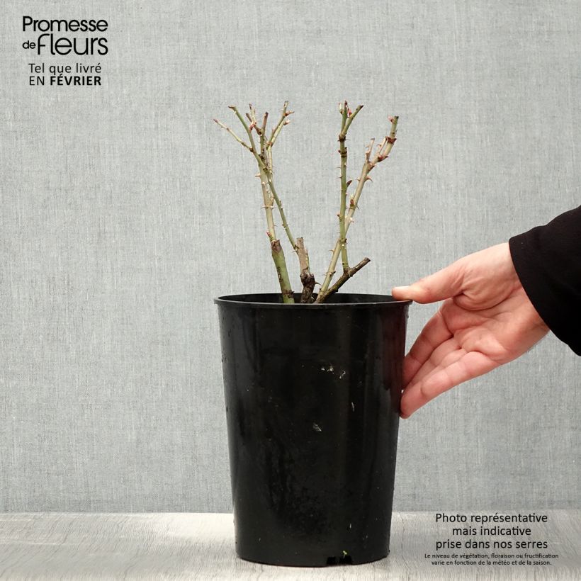 Rosa alba Suaveolens 4L/5L pot sample as delivered in winter