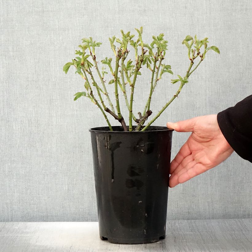 Rosa alba Suaveolens 4L/5L pot sample as delivered in spring