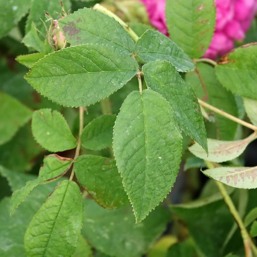 Rosa gallica Charles de Mills - Old Gallic Rose (Foliage)