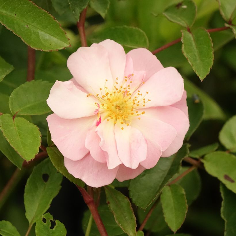 Rosa Cornelia (Flowering)