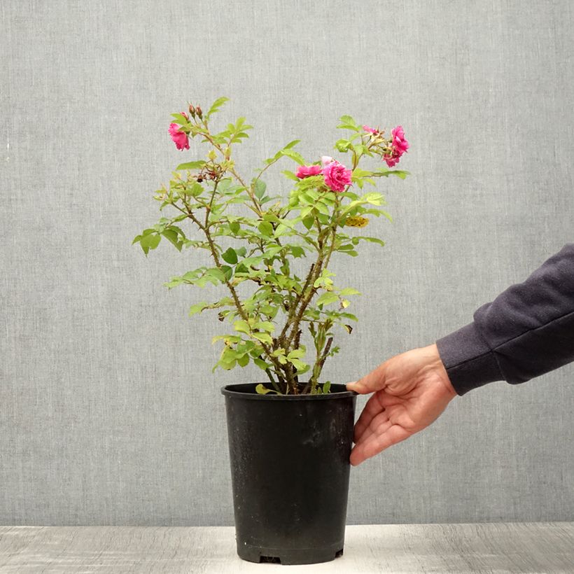 Rosa rugosa F.J. Grootendorst 4L/5L pot sample as delivered in summer