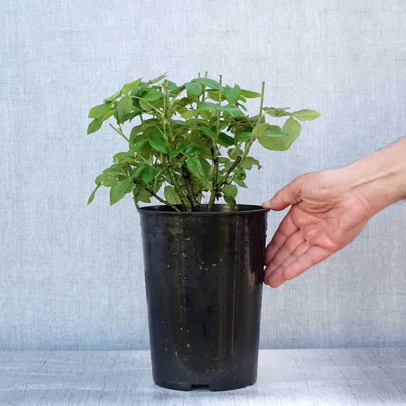 Rosa gallica Officinalis - Old Gallic Rose 4L/5L pot sample as delivered in summer