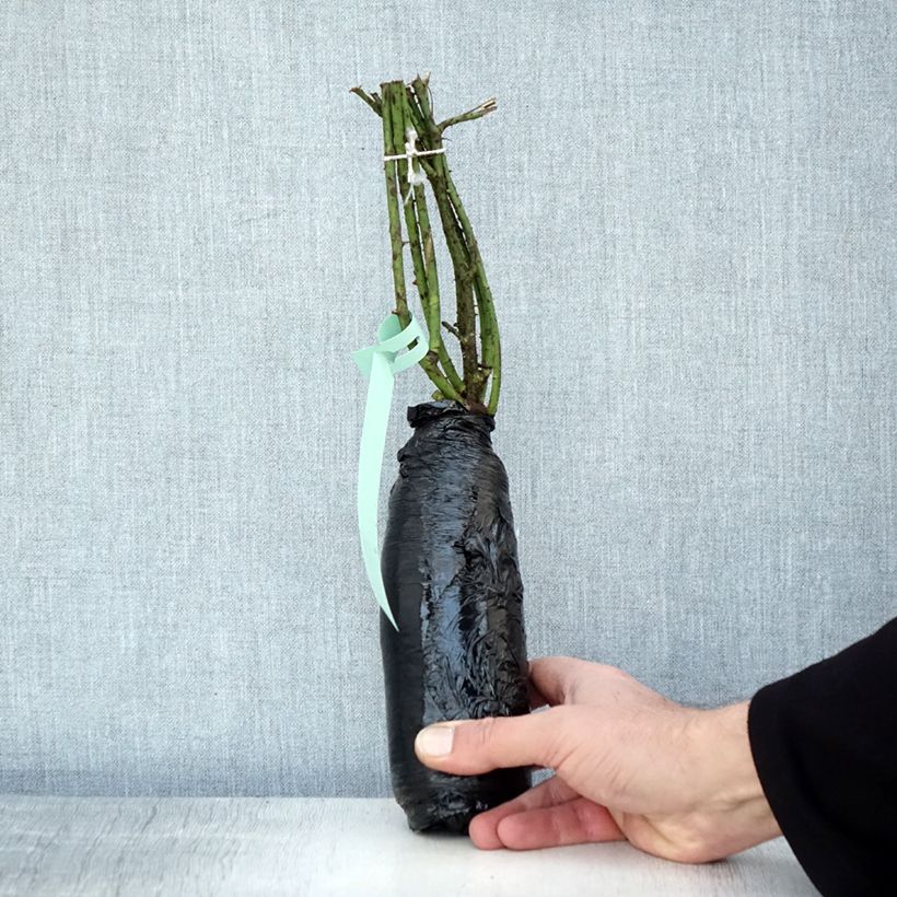 Rosa gallica - Gallic Rose Wrapped bare root sample as delivered in winter
