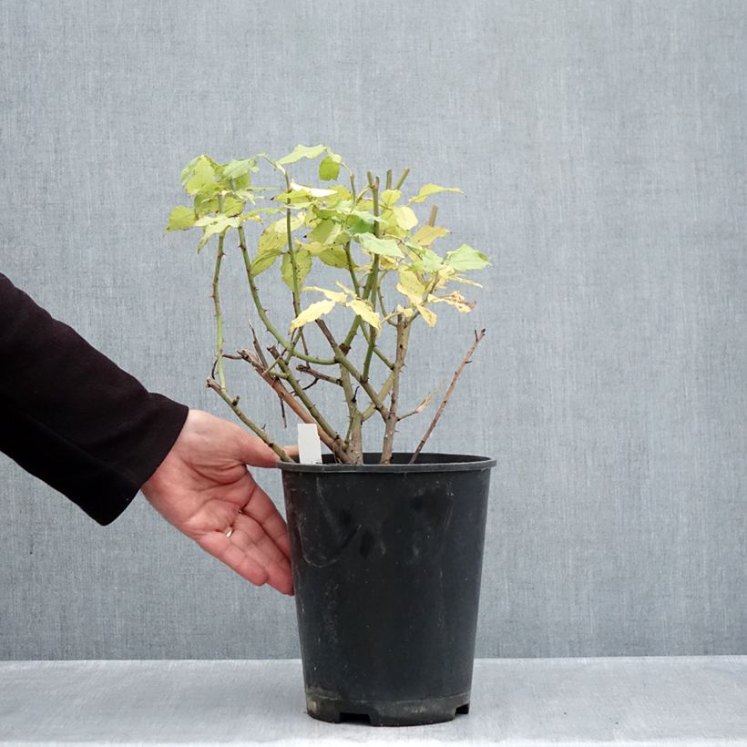 Rosa gallica Gros Provins Panaché BIO 4L/5L pot sample as delivered in autumn