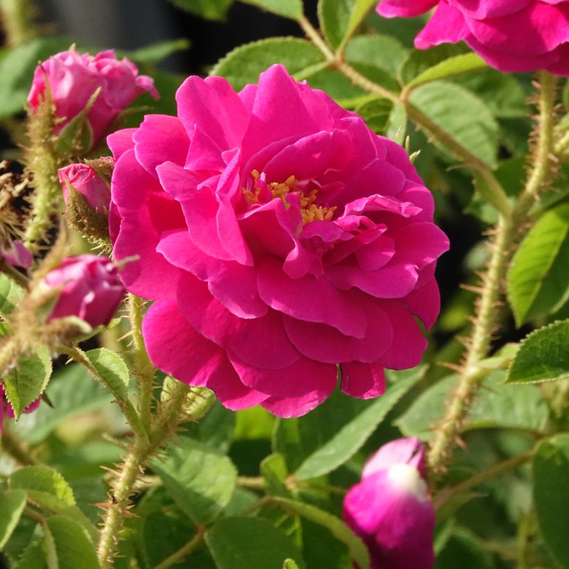 'Henri Martin' (Red Moss) Old Rose  (Flowering)