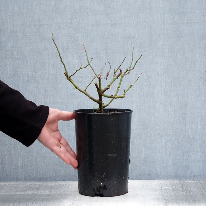 Rosa Jacqueline du Pré - Hybrid Tea 4L/5L pot sample as delivered in winter