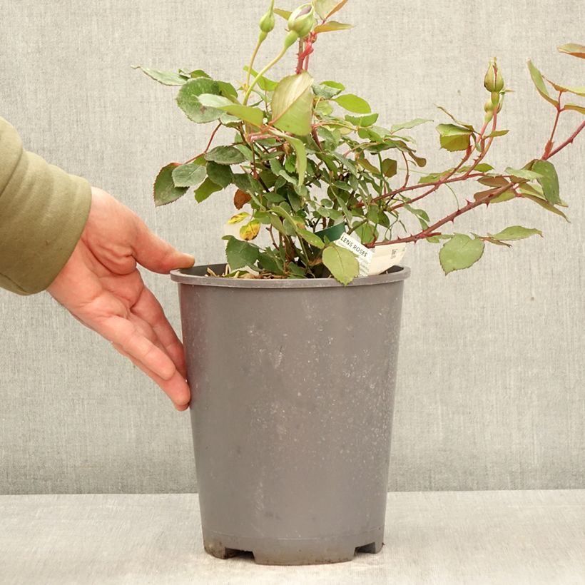 Rosa Louis XIV- China Rose, 4L/5L pot sample as delivered in spring