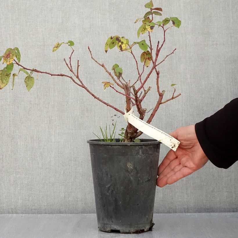 Rosa Madame Ernest Calvat 4L/5L pot sample as delivered in autumn