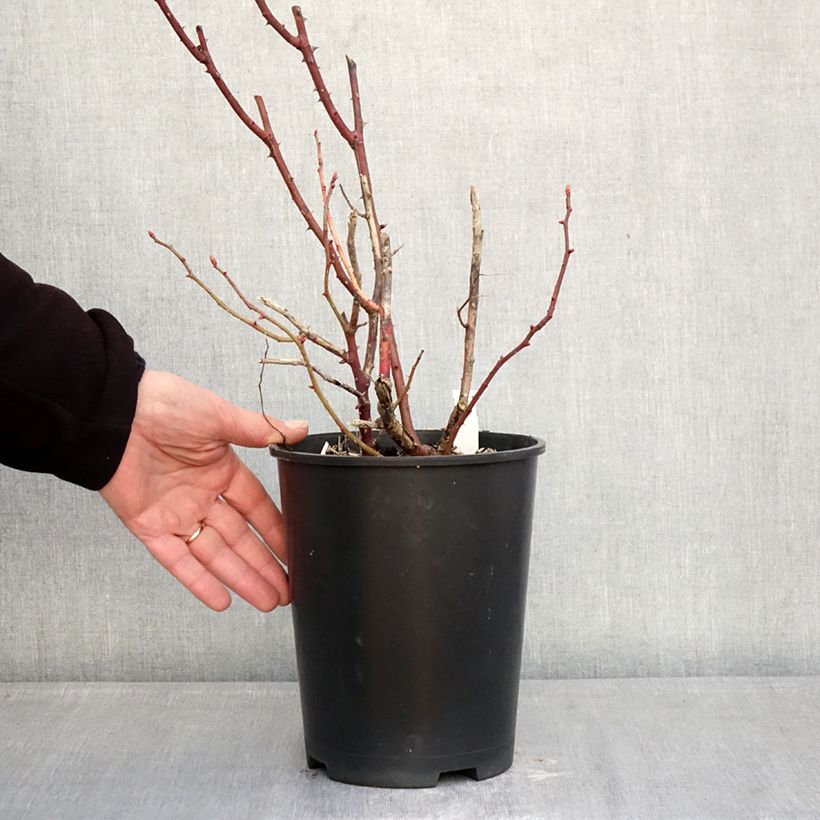 Rosa Madame Ernest Calvat 4L/5L pot sample as delivered in winter