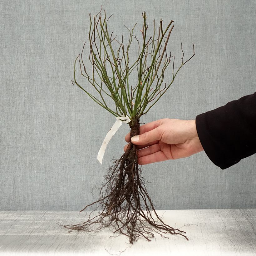 Rosa Marie Pavie Bare root sample as delivered in winter
