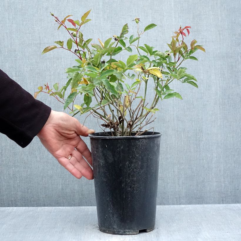 Rosa Marie Pavie 4L/5L pot sample as delivered in autumn