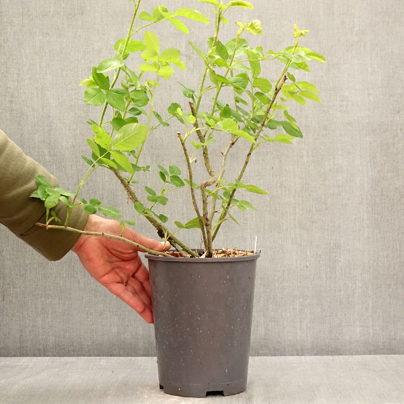Rosa centifolia var. muscosa Salet - Cabbage Rose 4L/5L pot sample as delivered in spring