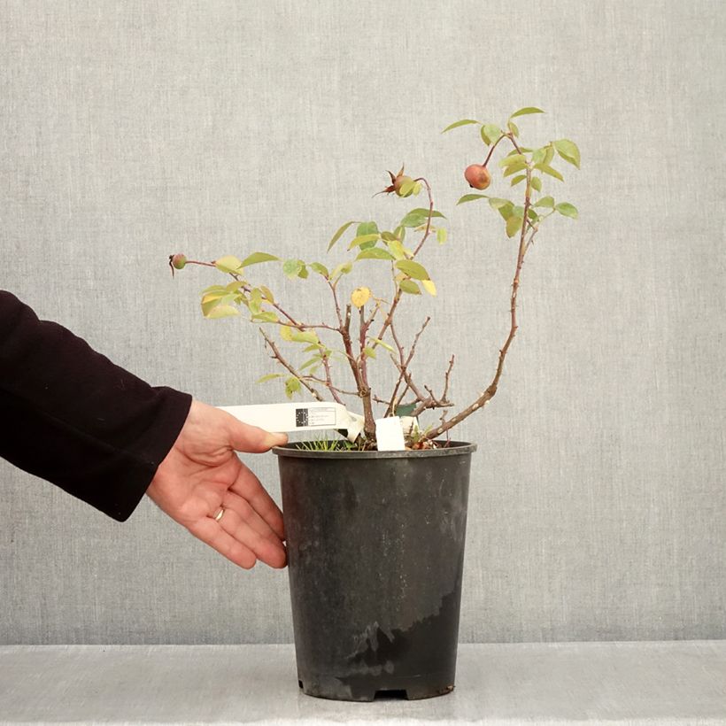 Rosa Mrs Oakley Fisher - Hybrid Tea 4L/5L pot sample as delivered in autumn