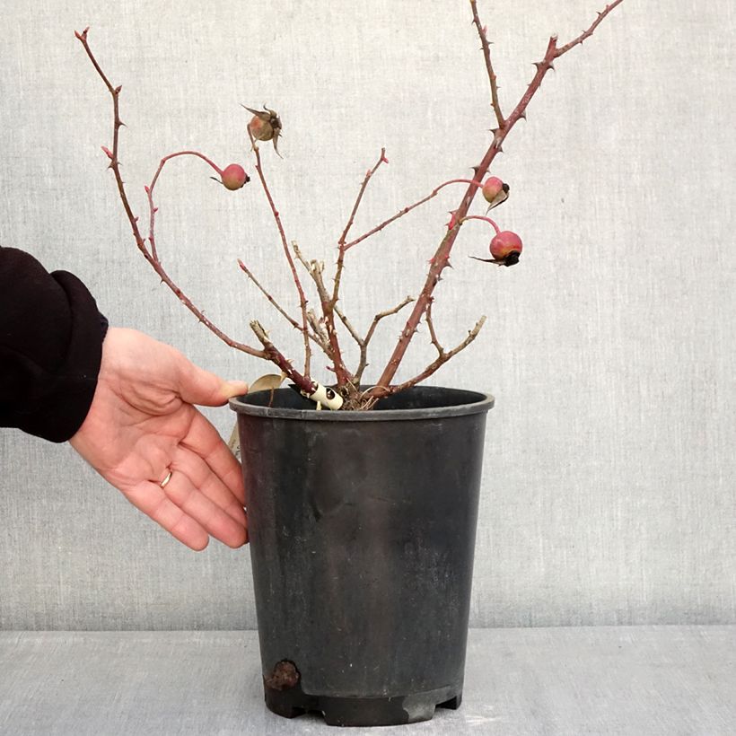 Rosa Mrs Oakley Fisher - Hybrid Tea 4L/5L pot sample as delivered in winter