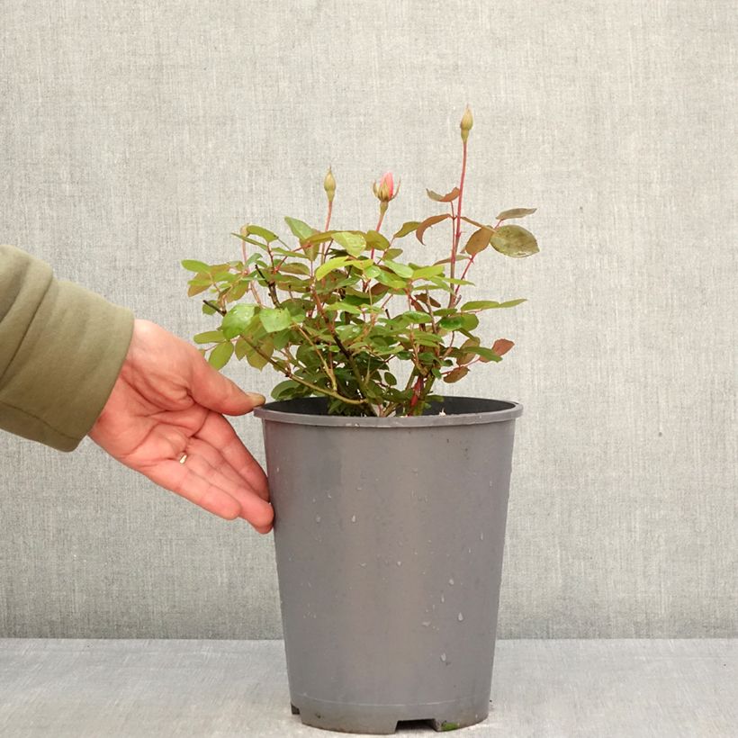 'Perle d'Or' - Old Rose  4L/5L pot sample as delivered in spring