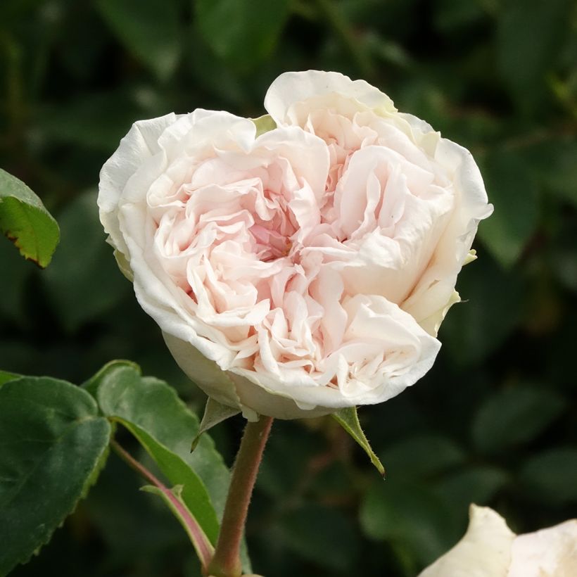 Rosa Souvenir de la Malmaison (Flowering)
