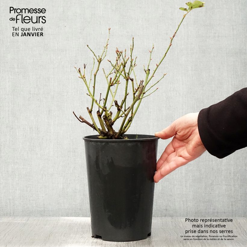 Rosa Souvenir du Dr Jamain 4L/5L pot sample as delivered in winter
