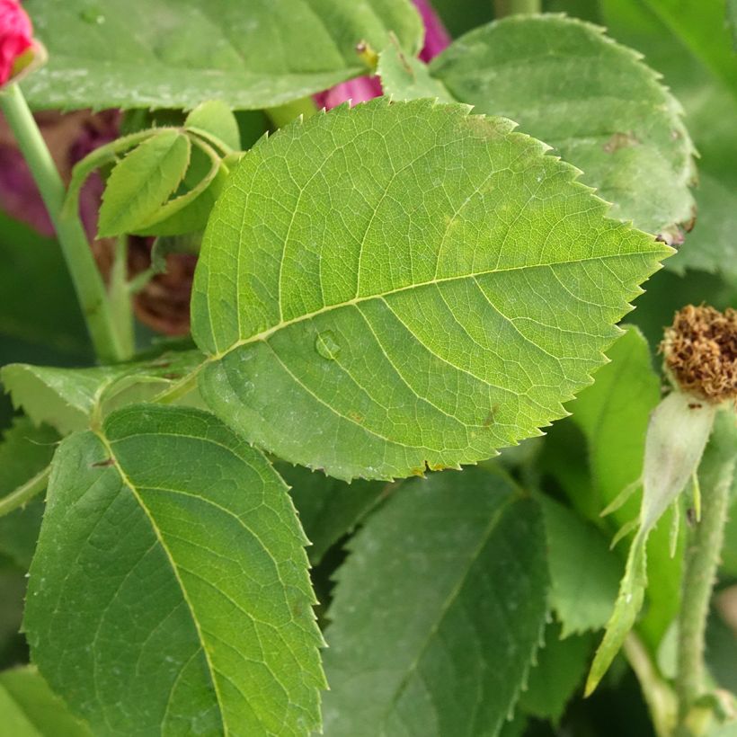 Rosa Ulrich Brunner Fils (Foliage)