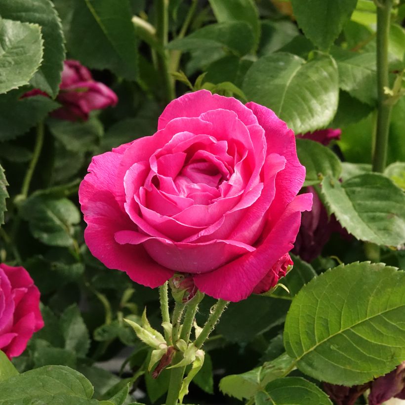 Rosa Ulrich Brunner Fils (Flowering)